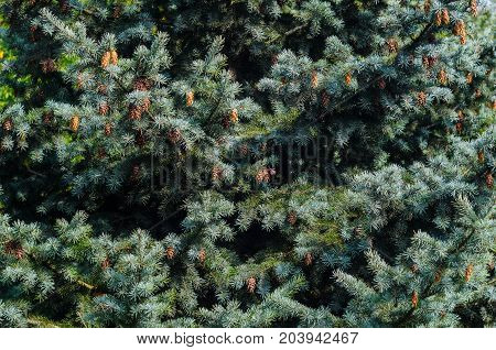 Lush Spruce Branches with Cones Background. Texture of a Natural Plant
