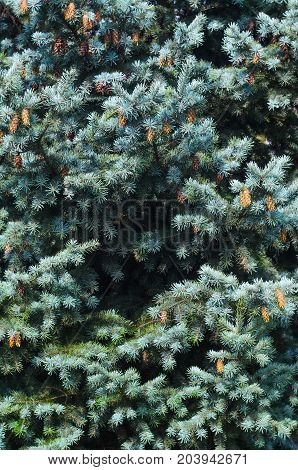 Lush Spruce Branches with Cones Background. Texture of a Natural Plant