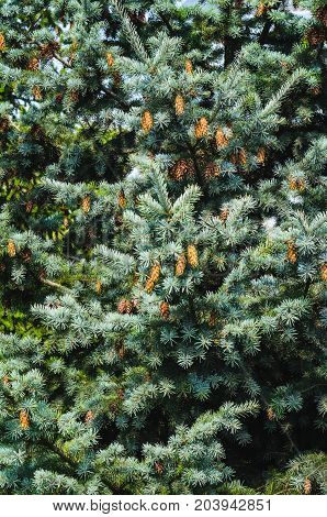 Lush Spruce Branches with Cones Background. Texture of a Natural Plant