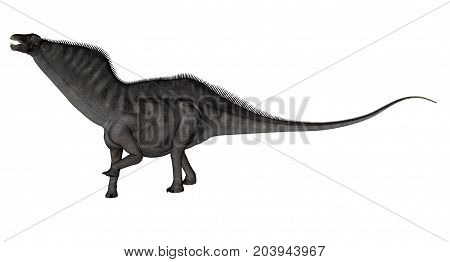 Amargasaurus dinosaur walking and roaring isolated in white background - 3D render