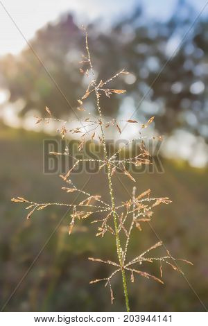Dew Drops On Grass Blades In The Morning Chill