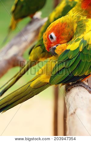 Macore bird parrot beautiful in the zoo