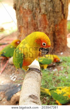 Macore bird parrot beautiful in the zoo