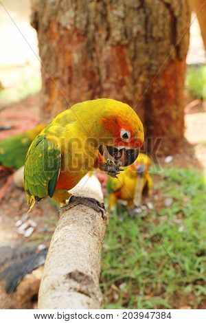 Macore bird parrot beautiful in the zoo