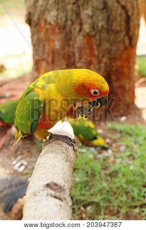 Macore bird parrot beautiful in the zoo