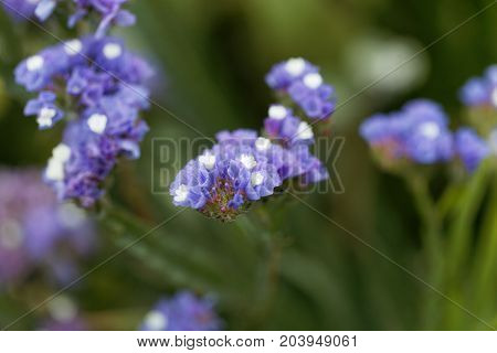 Sea Lavender (limonium Sinuatum)