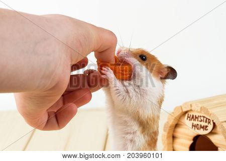 The hamster takes the dried apricots out of the girl's hand.