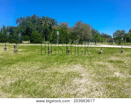Geese Walk On Grass In A Row