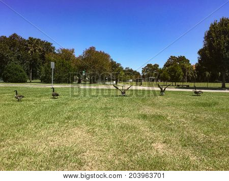 Geese Walk On Grass In A Row