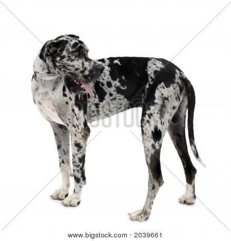 Deutsche Dogge harlequin