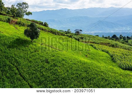 little hut surrounded by crop and corn on top of the mountain in the countryside at Pa Bong Piang near Inthanon National Park and Mae Chaem Chiangmai Thailand.