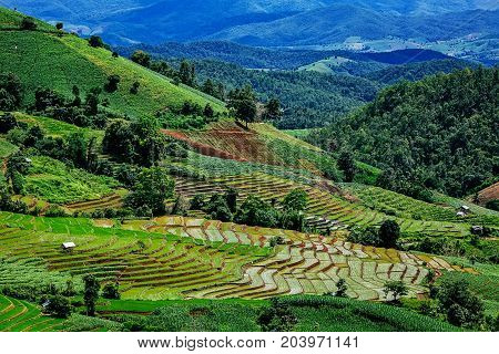 Rice Terrace In The Countryside Of Thailand And Surrounded In The Mountain.