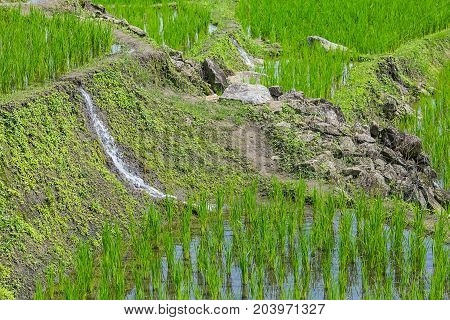 Water is flowing within each layer of rice terrace at Pa Bong Piang near Inthanon National Park and Mae Chaem Chiangmai Thailand.