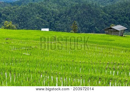 little hut and Rice terrace in a cloudy lighting surrounded by trees and mountains at Pa Bong Piang near Inthanon National Park and Mae Chaem Chiangmai Thailand.