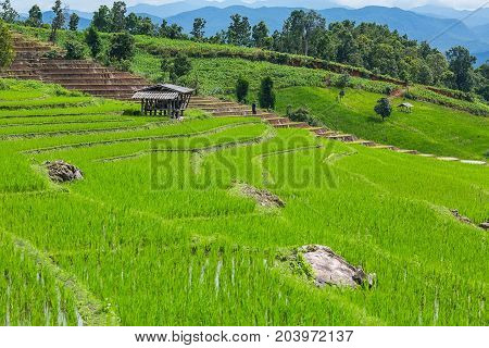 A photographer is shooting a photo at the rice terrace that surround by huts and moutains at Pa Bong Piang near Inthanon National Park and Mae Chaem Chiangmai Thailand.