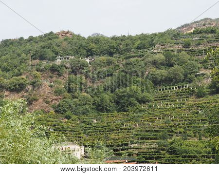 Vineyard Grapevine Plantation In Aosta Valley