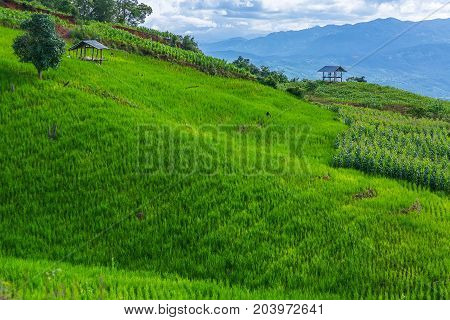 little hut surrounded by crop and corn field on top of the mountain in the countryside at Pa Bong Piang near Inthanon National Park and Mae Chaem Chiangmai Thailand.