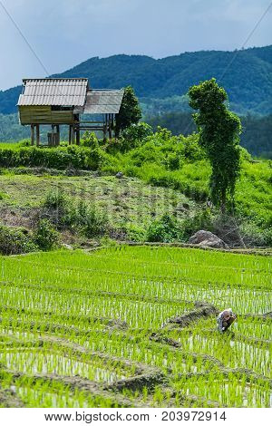 A farmer is working on his rice field with a hut and mountain in the background at Pa Bong Piang near Inthanon National Park and Mae Chaem Chiangmai Thailand.