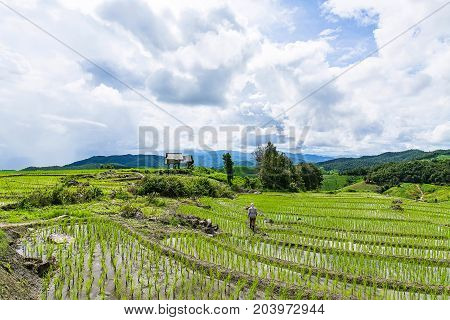 A farmer is walking back to his hut on his rice terrace with a rain on the background at Pa Bong Piang near Inthanon National Park and Mae Chaem Chiangmai Thailand.