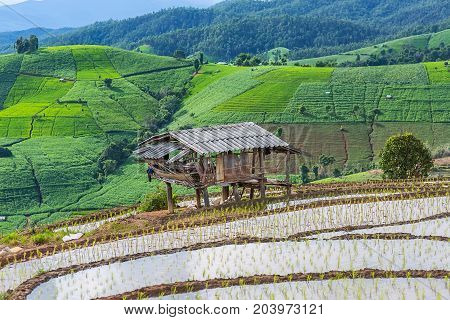 little hut and Rice terrace in a cloudy lighting surrounded by trees and mountains at Pa Bong Piang near Inthanon National Park and Mae Chaem Chiangmai Thailand.