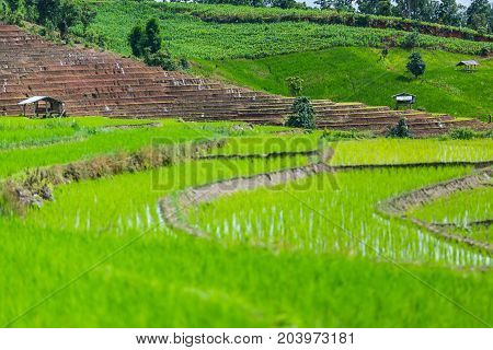 little hut and Rice terrace in a cloudy lighting surrounded by trees and mountains at Pa Bong Piang near Inthanon National Park and Mae Chaem Chiangmai Thailand.