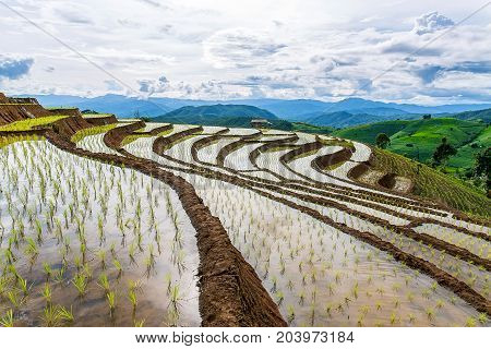 little hut and Rice terrace in a cloudy lighting surrounded by trees and mountains at Pa Bong Piang near Inthanon National Park and Mae Chaem Chiangmai Thailand.