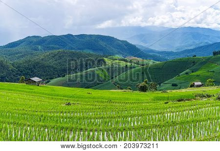 Panorama view with a little hut and Rice terrace in a cloudy lighting surrounded by trees and mountains with a raining storm in the background at Pa Bong Piang near Inthanon National Park and Mae Chaem Chiangmai Thailand.