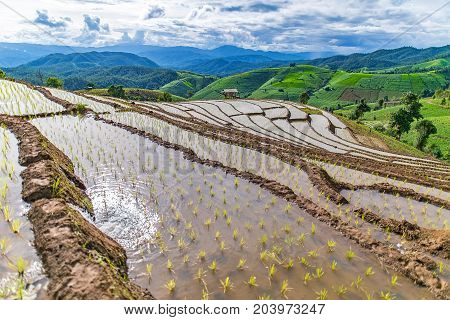 little hut and Rice terrace in a cloudy lighting surrounded by trees and mountains.