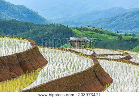little hut and Rice terrace in a cloudy lighting surrounded by trees and mountains.
