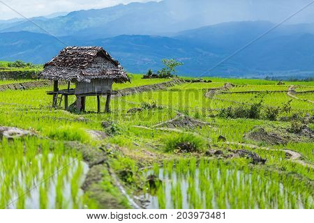 little hut and Rice terrace in a cloudy lighting surrounded by trees and mountains at Pa Bong Piang near Inthanon National Park and Mae Chaem Chiangmai Thailand.
