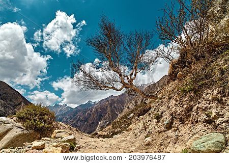 Mountains view with tree in Himalaya. Gaumukh glacier Gangotri Uttarakhand India.