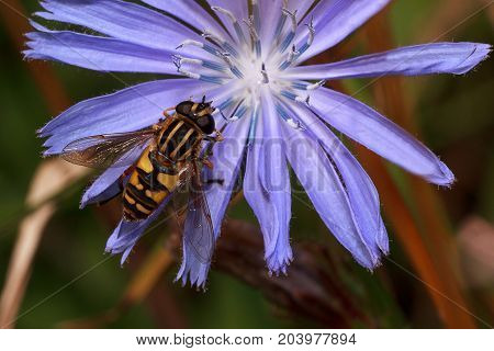 Hoverfly is sittiing on a purple flower. Wild animals.