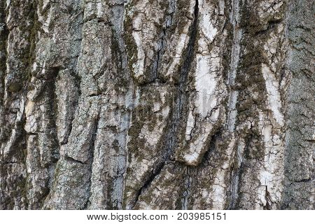 Rough And Deeply Fissured Bark Of Cottonwood Tree