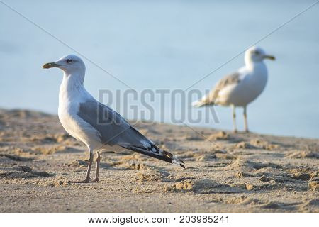 Two seagulls on a sand beach. Summer composition.