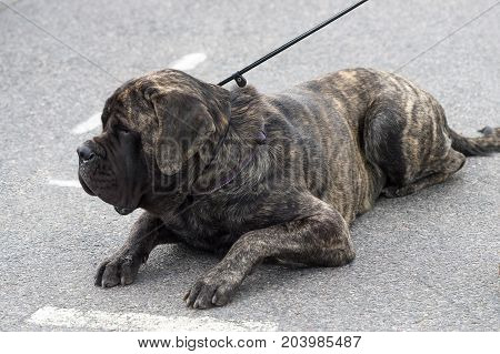 Neapolitana Mastino. Background of green blurry grass. Space under the text. 2018 year of the dog in the eastern calendar. Concept: parodist dogs, dog friend of man, true friends, rescuers.