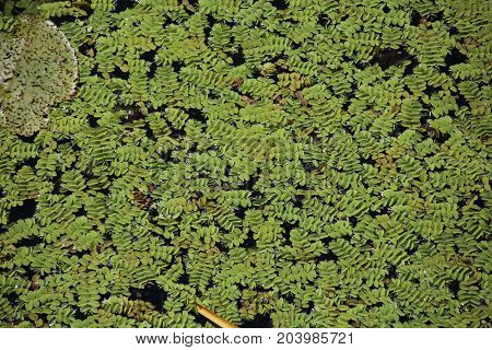Duckweed. Green Duckweed natural background on water.