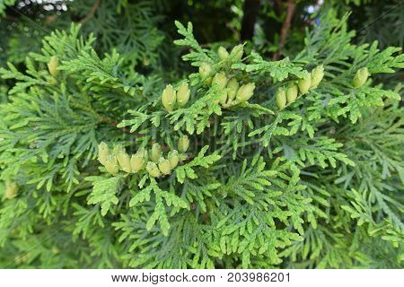 Female Cones Of False White Cedar In June