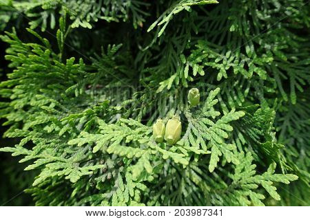 Scaly Leaves And Immature Seed Cones Of Thuja Occidentalis