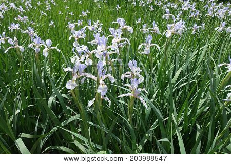 A Lot Of Flowering Butterfly Irises In June