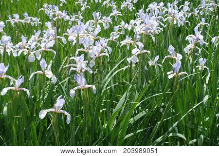 Butterfly Irises In Full Bloom In The Garden
