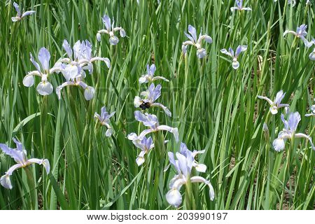 Flowerbed With Lilac Flowers Of Butterfly Irises