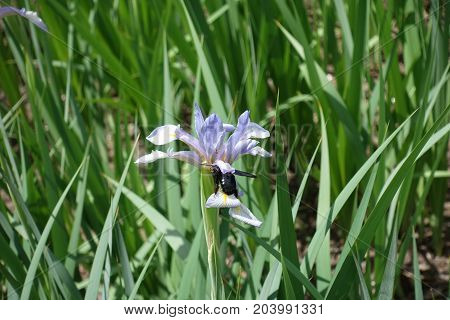 Pollination Of Iris Flower By Carperter Bee