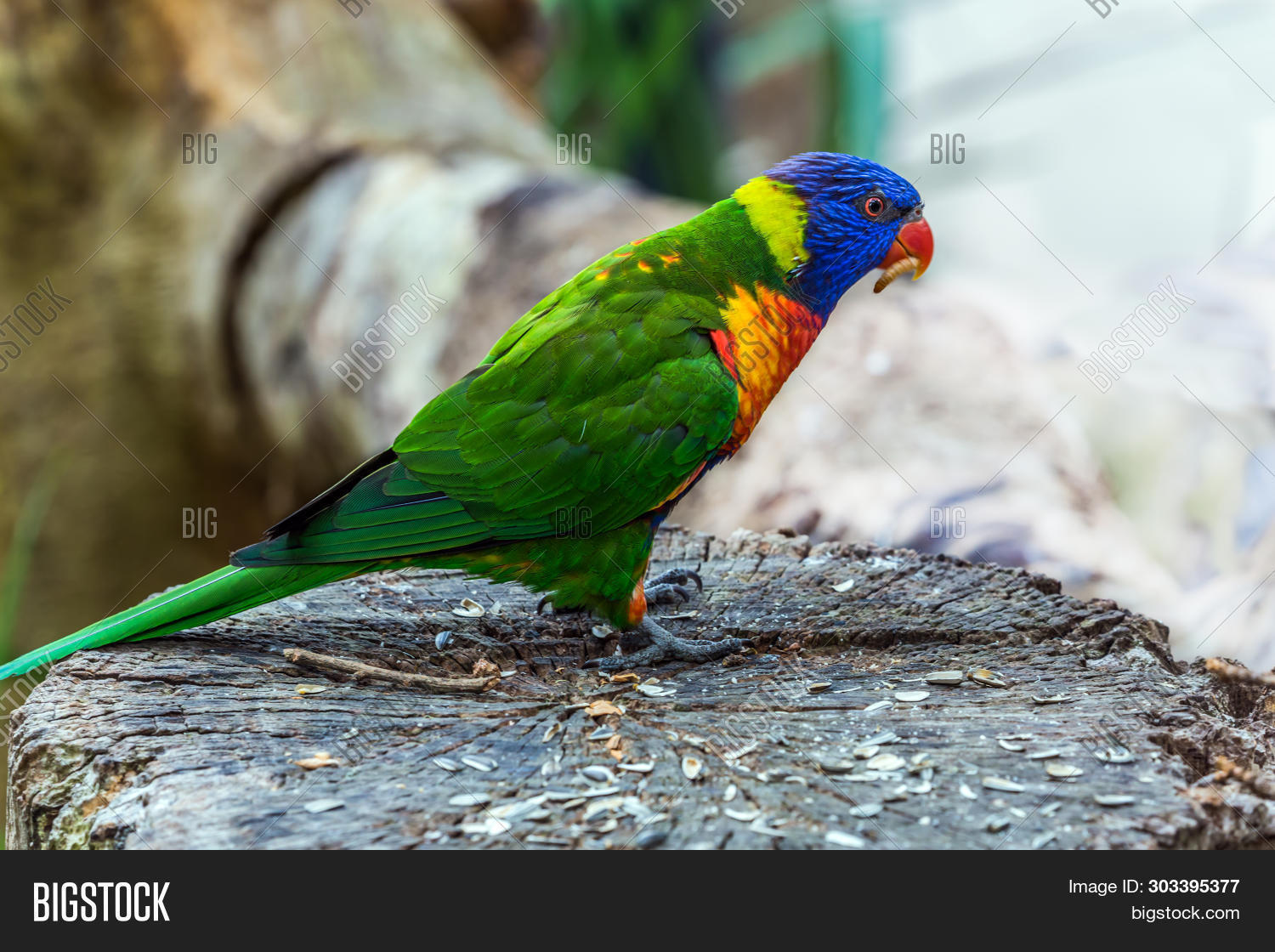 Lori Parrot - Small, Image & Photo (Free Trial) | Bigstock
