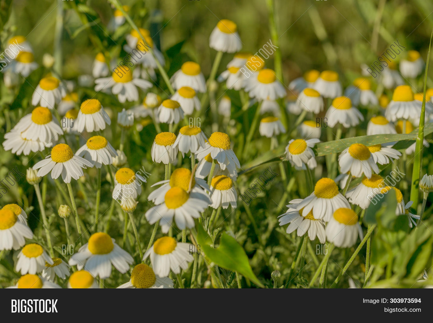 Bloom. Chamomile. Image & Photo (Free Trial) Bigstock