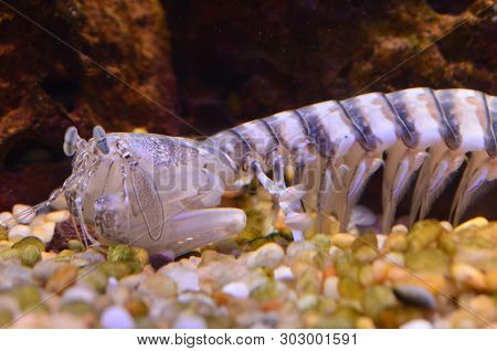 Stomatopoda Or Tamarutaca. Scientific Name Of Mantis Shrimp - Odontodacylus Scyallarus