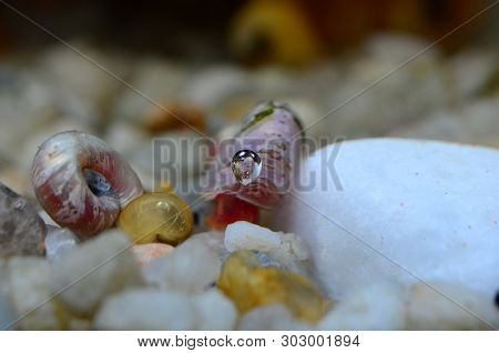 Snail Red Ramshorn Inside Tank.