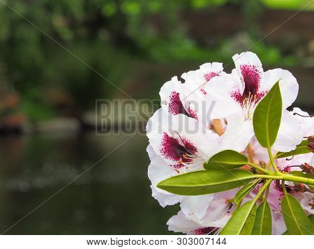 Beautiful Flowers At Point Defiance Park In Tacoma, Washington