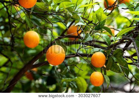 Bloomy Orange Garden In Valencia. Spain, Europe