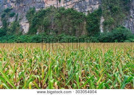 Corn Field With A Limestone Hill In The Back