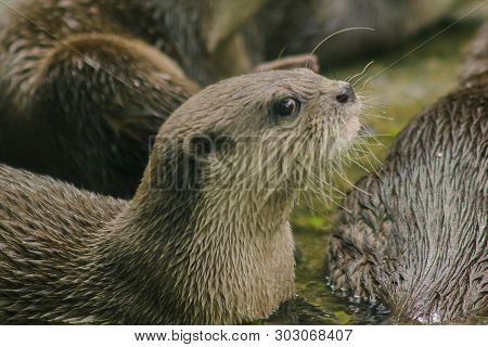 Small-clawed Otter With Dark Brown Hair White Neck Area The Hair Is Quite Short. Small Mammals In Wa